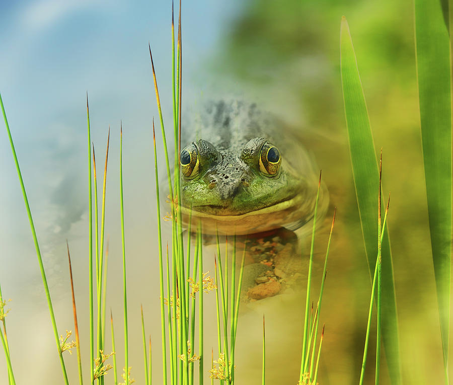 Smiling Frog Digital Art by Sue Capuano