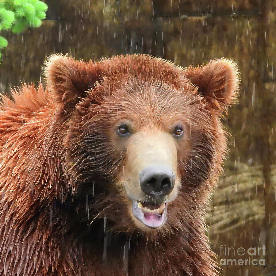 Smiling Grizzly Photograph by Scott Cameron