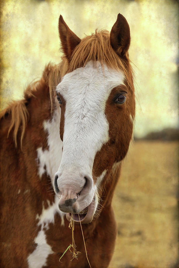 Smiling Horse Photograph by James BO Insogna