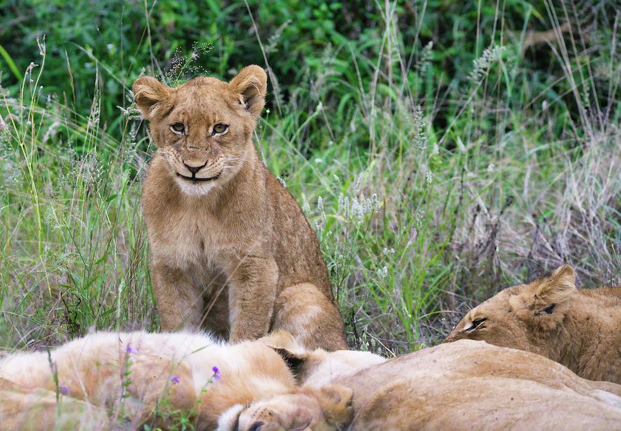 Smiling Lion Cub Photograph By William Gibson 