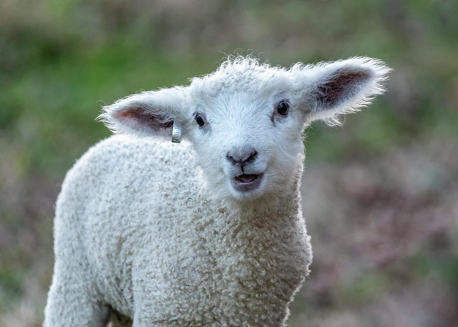 Smiling Little Lamb Photograph