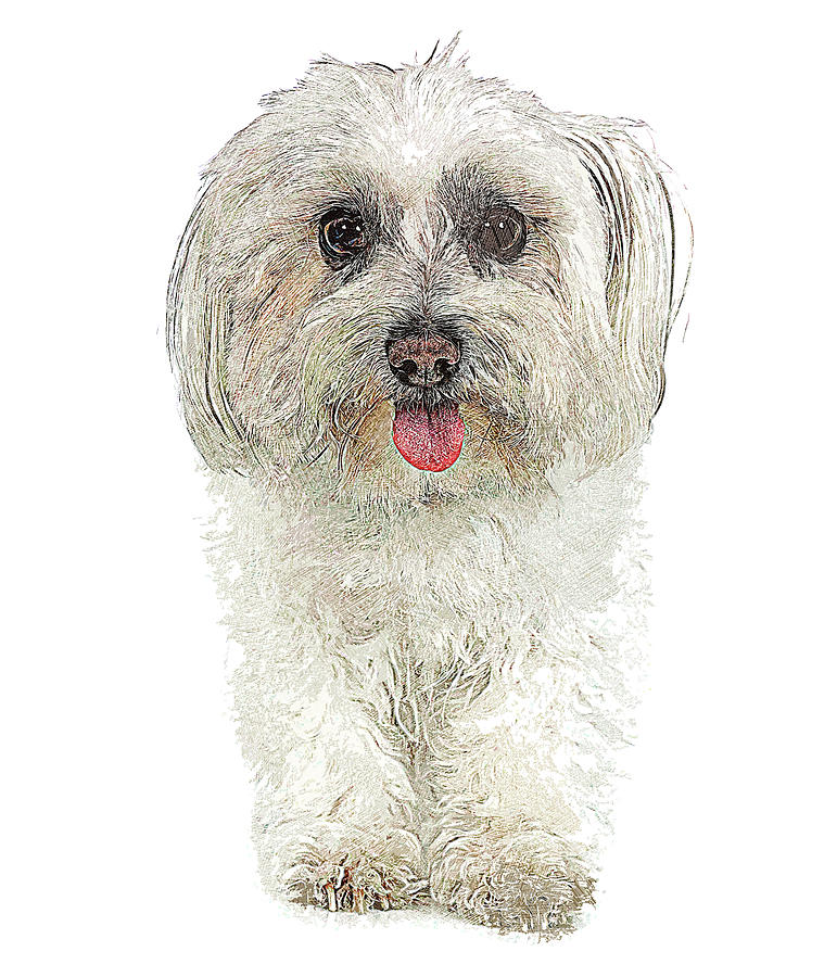 Smiling Maltese Dog Painting by Custom Pet Portrait Art Studio