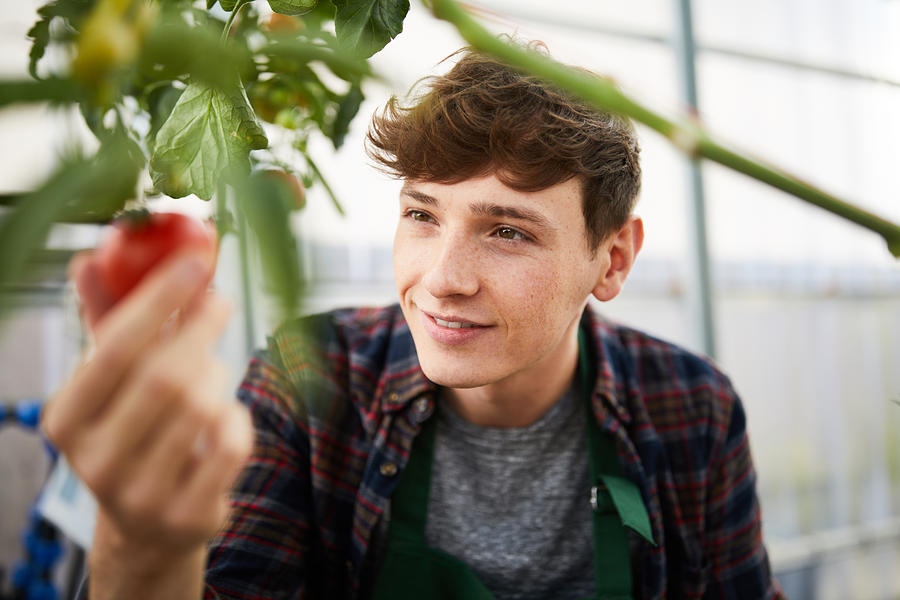 Smiling man holding tomatoes in greenhouse Photograph by Luis Alvarez