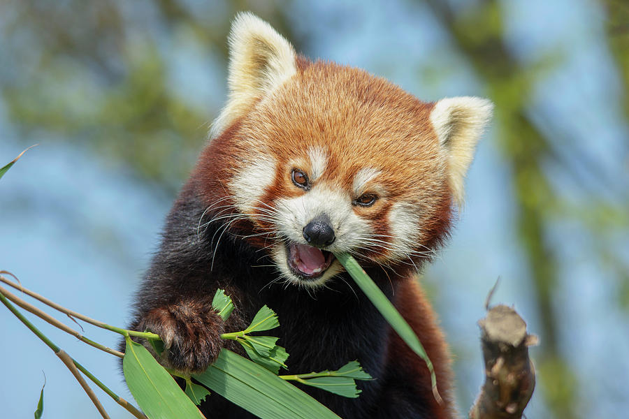 Smiling Red Panda Photograph by Gareth Parkes