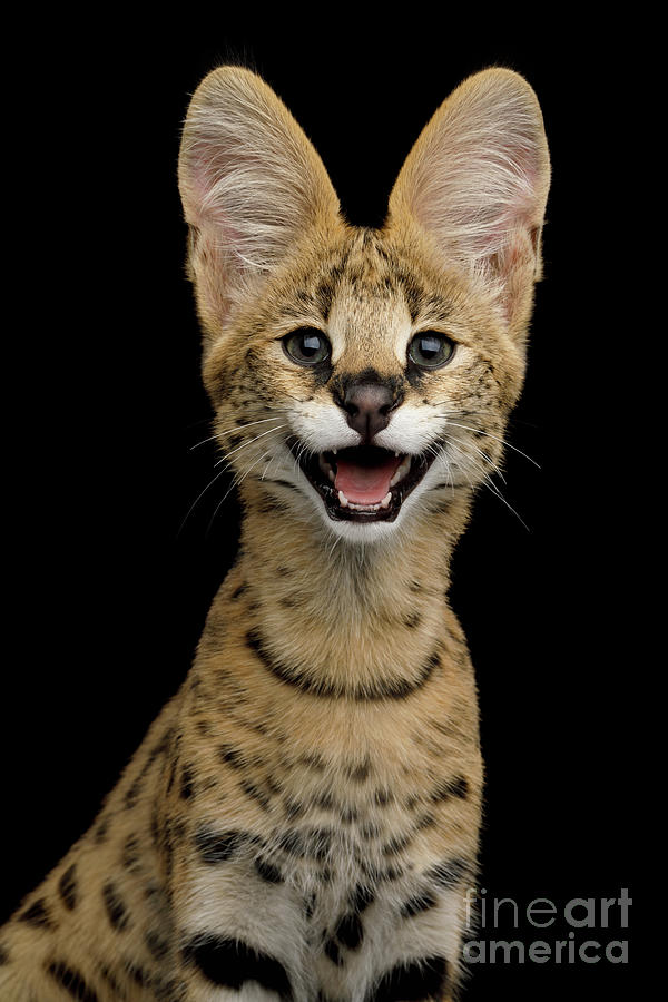 Cat Photograph - Smiling serval by Sergey Taran