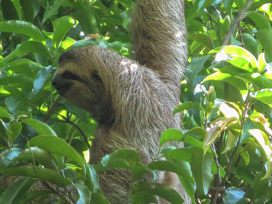 A Smiling Furry Sloth from the Costa Rican Jungle Photograph by Leslie Struxness