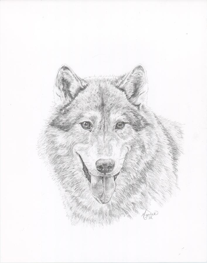 Smiling Wolf Drawing by Michelle Garlock