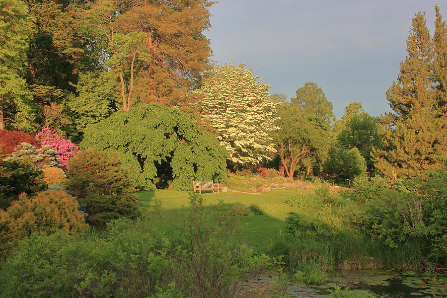 Smith College Botanical Garden Evening Light Photograph