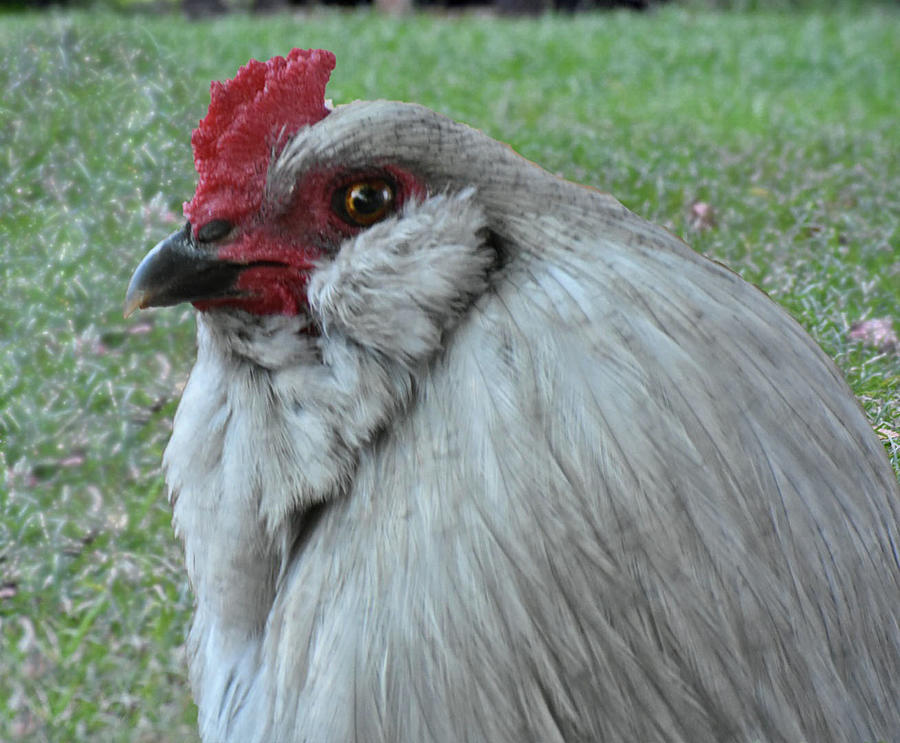 Rooster Photograph - Smitty by Imogene Frazier