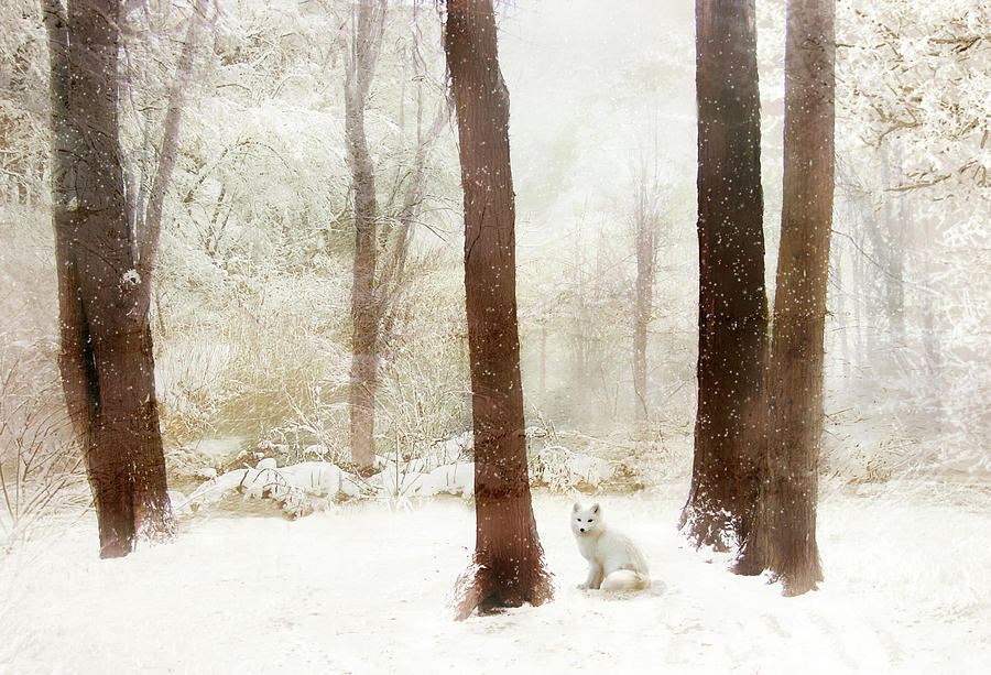 Winter Woodland Fox Photograph by Jessica Jenney