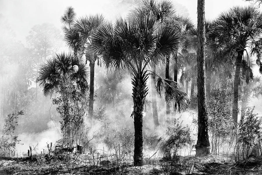 Smoke Among the Palms Photograph by Robert Wilder Jr