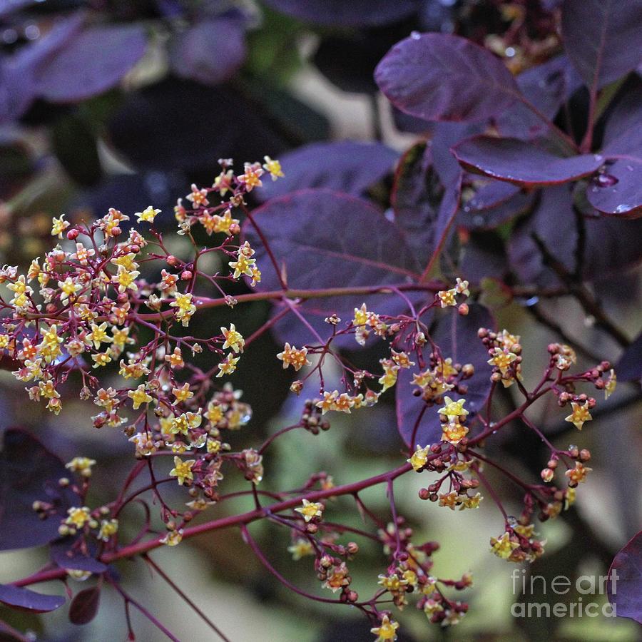 Smoke Bush Flowers 1 Photograph by Patricia Youngquist