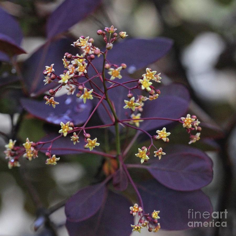 Foliage Photograph - Smoke Bush Flowes 2 by Patricia Youngquist