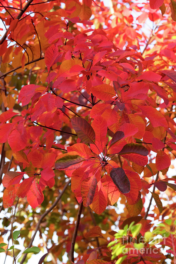 Smoke Tree Flame Foliage in Autumn Photograph by Tim Gainey