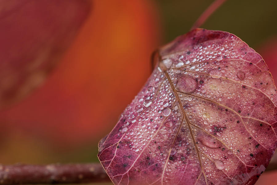 Smoketree Leaves by Robert Potts Smoketree Leaves by Robert Potts