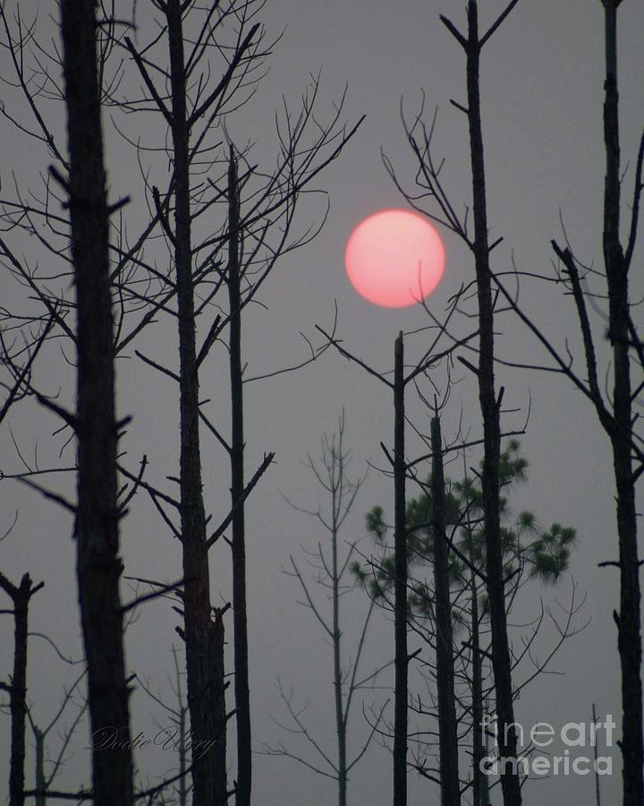 Smokey Moon in the Trees Photograph by Dodie Ulery