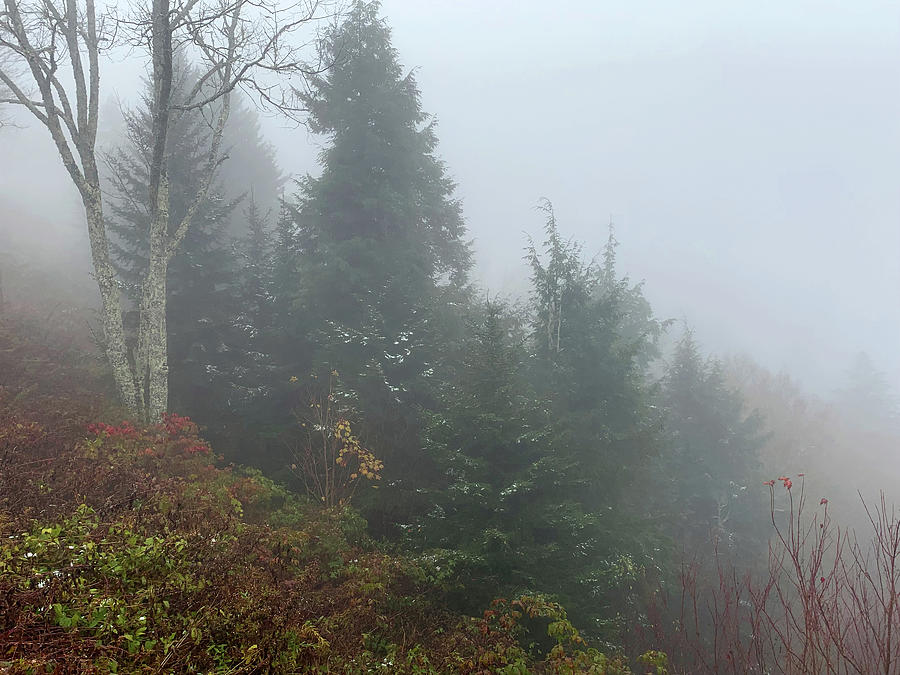 Smokey Mountain Tree Fog Photograph by June Pauline Zent