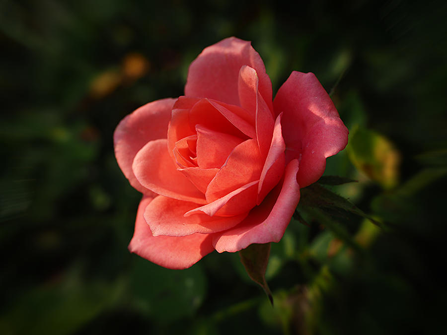Smokey Pink Rose Photograph by Richard Thomas