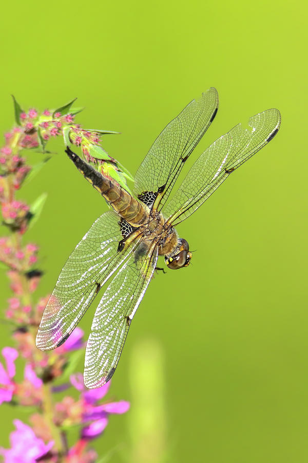 Smokey Shadow Dragonfly Photograph by Brook Burling Smokey Shadow Dragonfly Photograph by Brook Burling