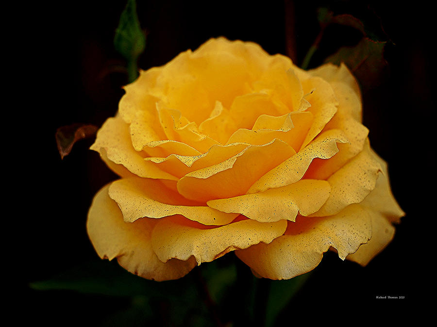 Smokey Yellow Rose Photograph by Richard Thomas