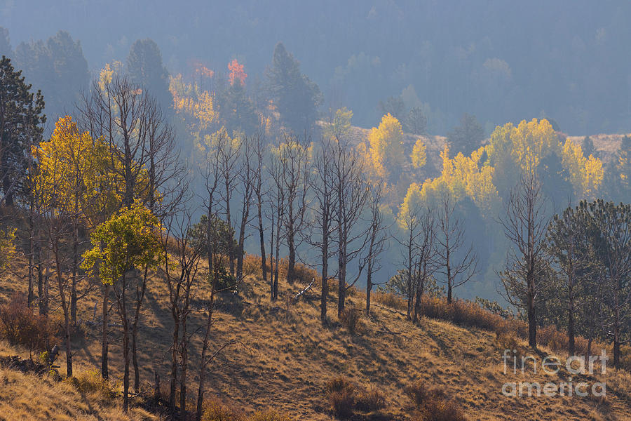 Smoky Autumn Gold Above Treeline Photograph by Steven Krull