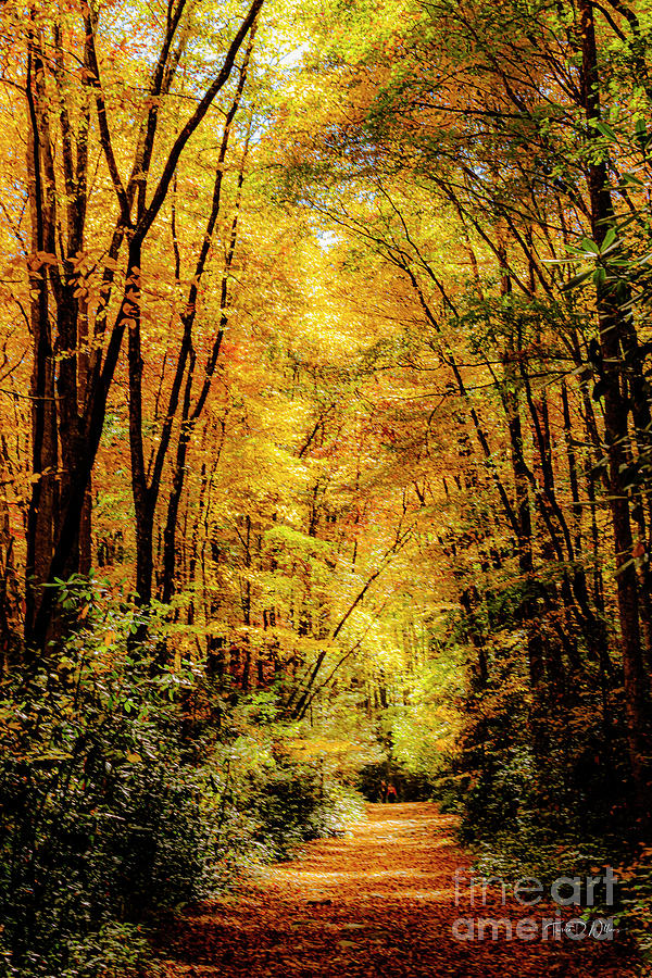 Smoky Mountain Autumn Cathedral  Photograph by Theresa D Williams