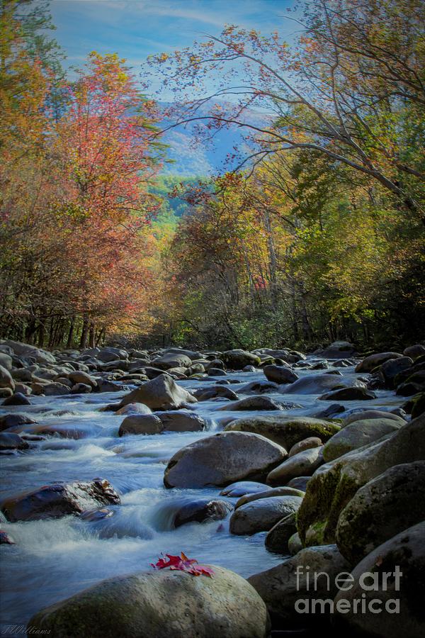 Smoky Mountain Autumn Photograph by Theresa D Williams