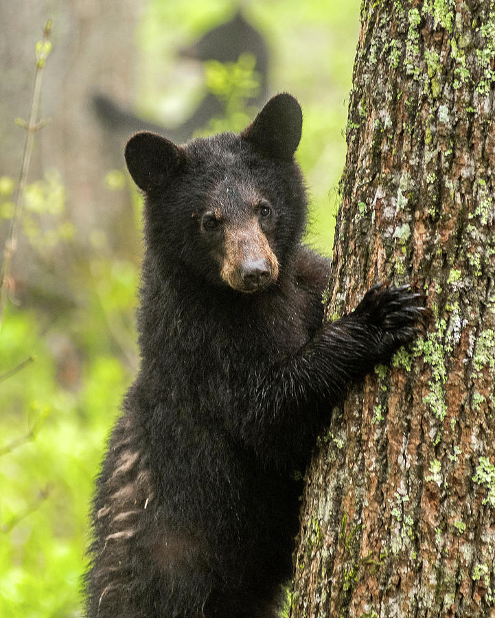 Smoky Mountain Bear Cub Photograph by Eric Albright