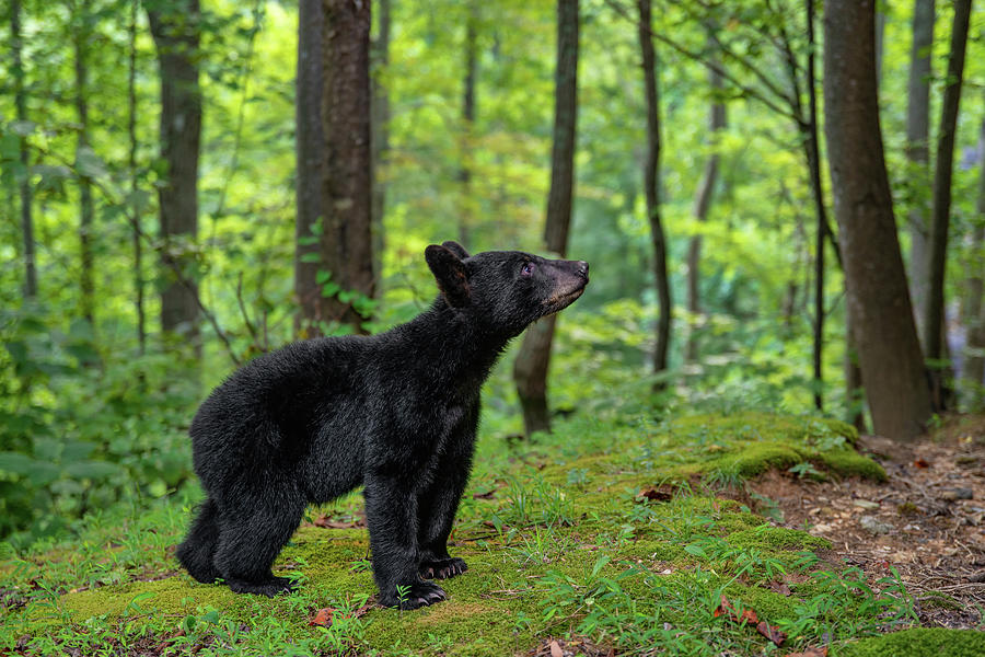 Smoky Mountain Bear Cub II Photograph by Martina Abreu
