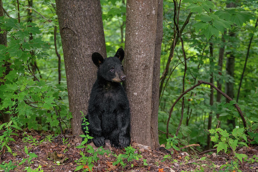 Smoky Mountain Bear Cub III Photograph by Martina Abreu