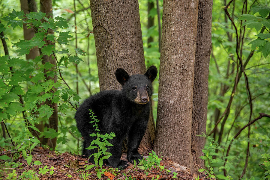 Smoky Mountain Bear Cub Photograph by Martina Abreu