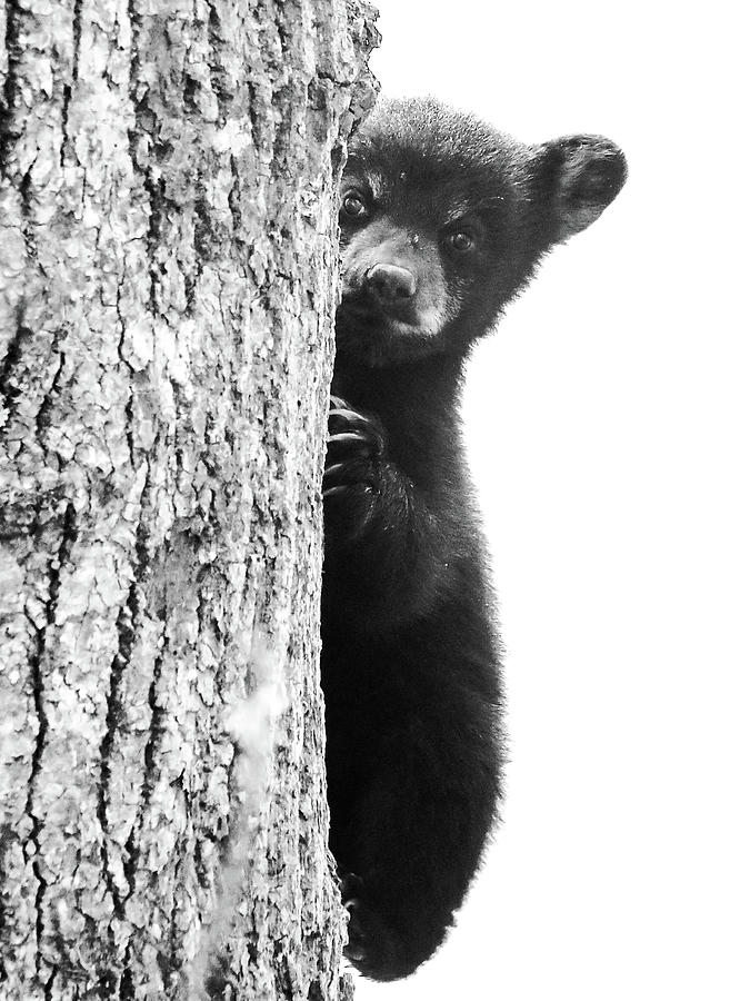 Smoky Mountain Black Bear Cub Cute Photograph by Dan Sproul