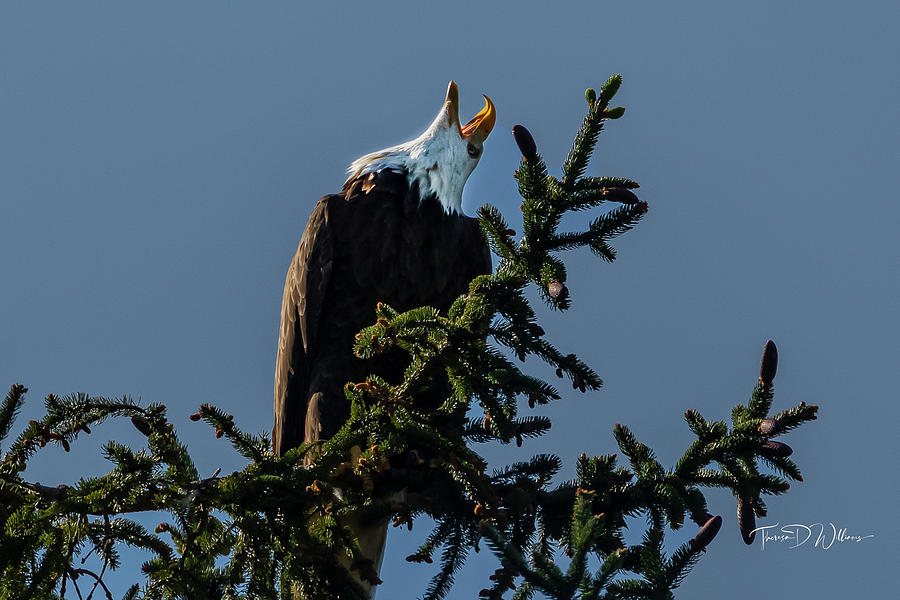 Smoky Mountain Eagle Alarm Photograph by Theresa D Williams