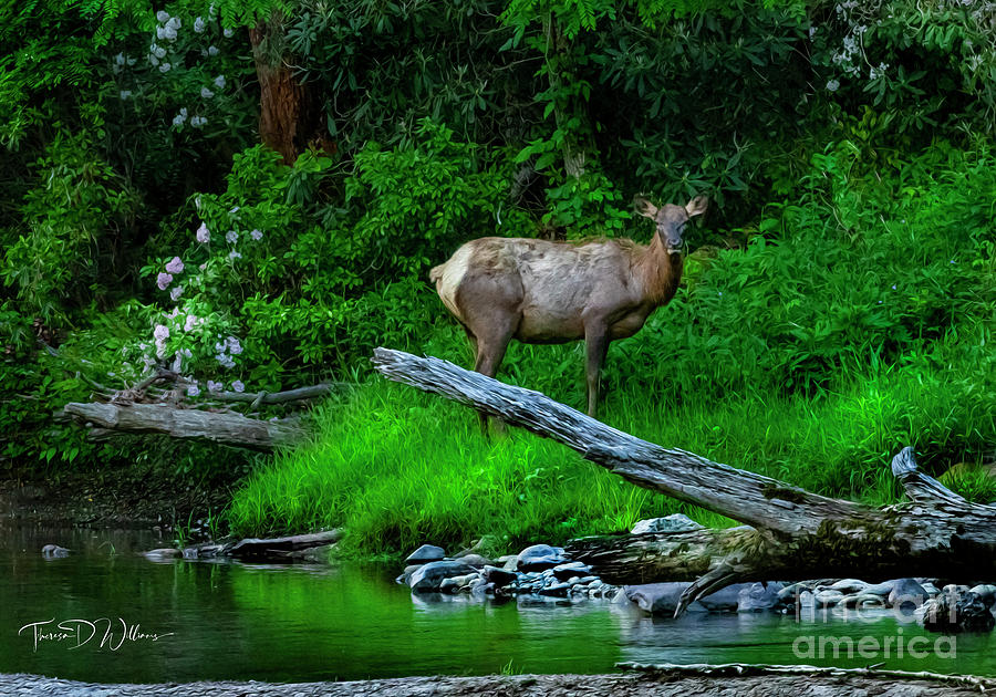  Elk Among the Mountain Laurel Photograph by Theresa D Williams