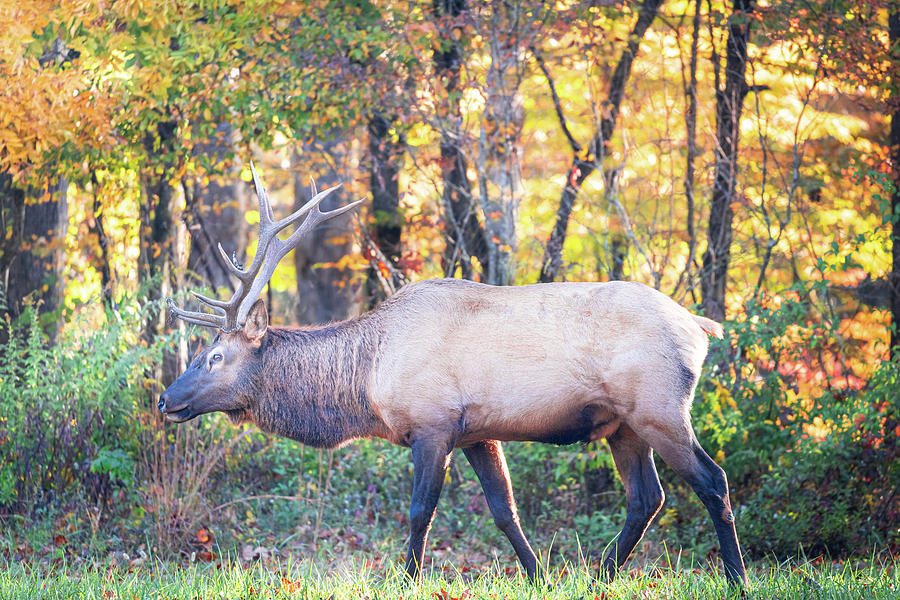 Smoky Mountain Elk In Autumn Leaves Photograph by Jordan Hill