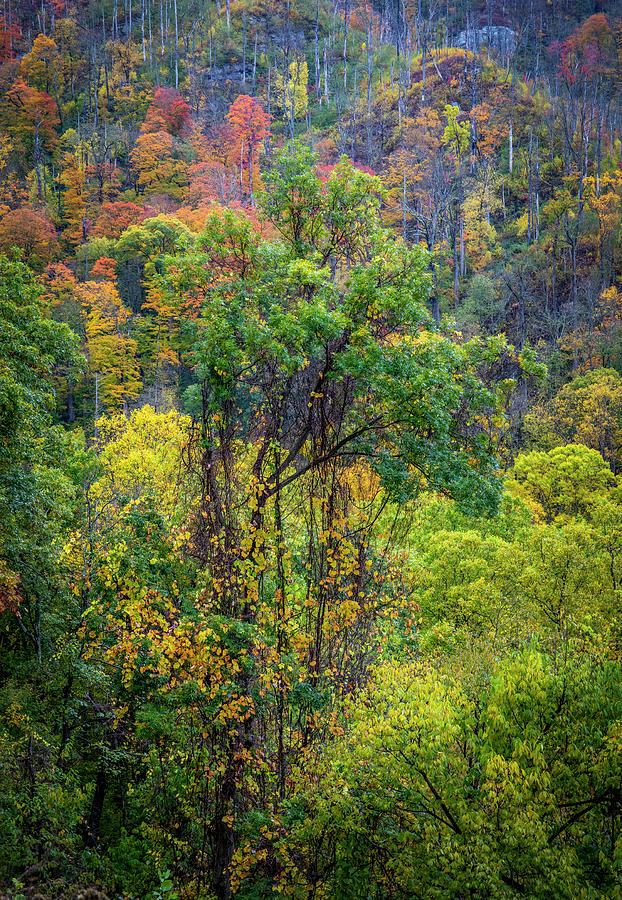 Smoky Mountain Forest Canopy Photograph by Dan Sproul