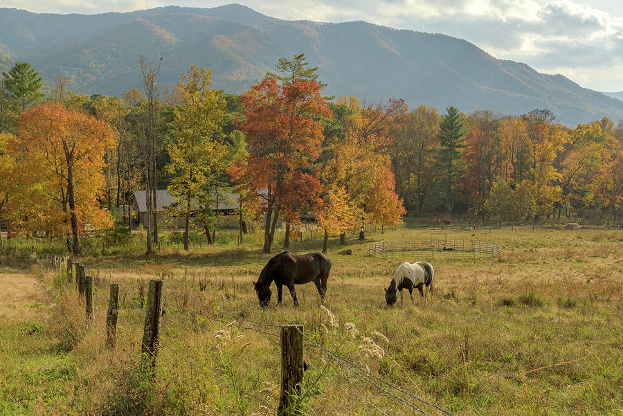 Smoky Mountain Horses Photograph by Eric Albright