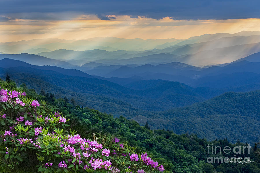 Smoky Mountain Rhododendron  Photograph by Theresa D Williams