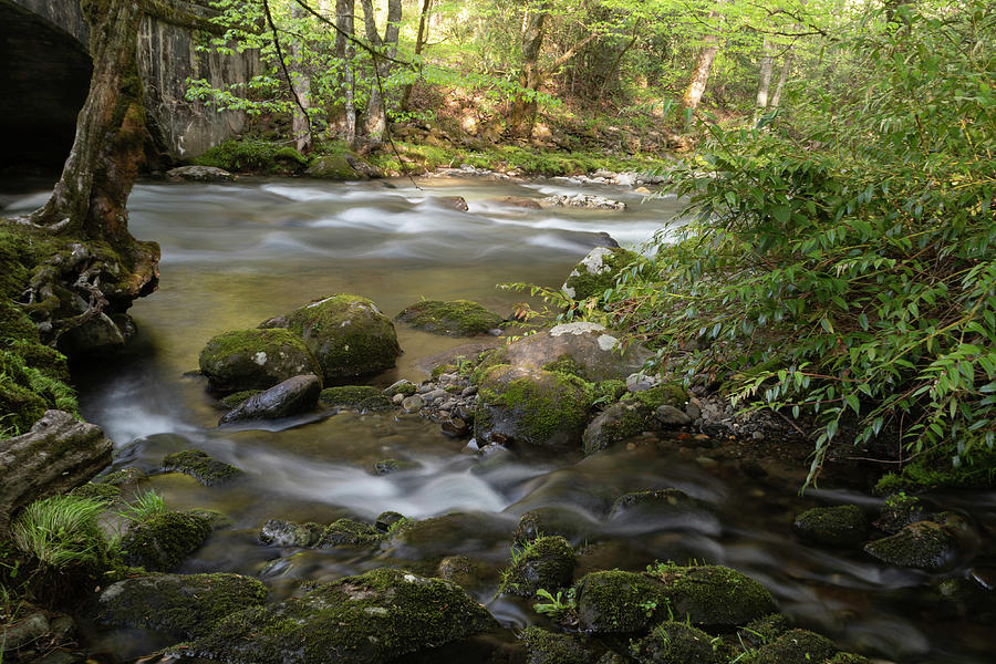 Smoky Mountain Stream Photograph by Forest Floor Photography