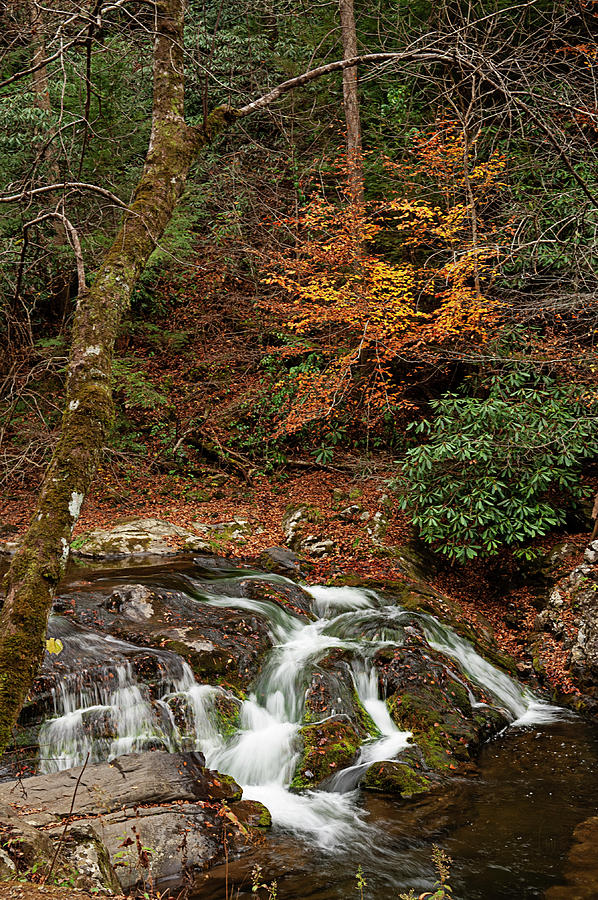 Smoky Mountain Trail Photograph by Jill Love