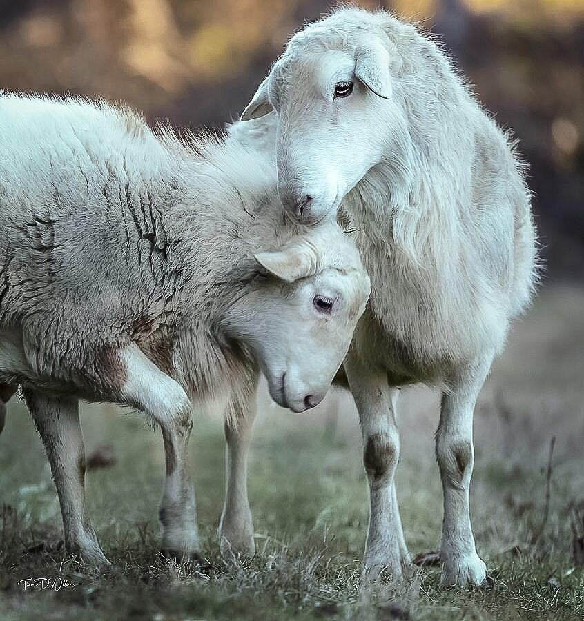 Smoky Mountains Barnyard Affection Photograph by Theresa D Williams