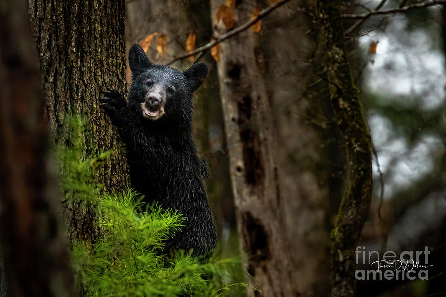 Smoky Mountains Bear Cub Photograph by Theresa D Williams