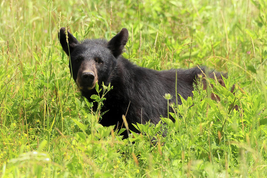 Smoky Mountains - Black Bear in the Meadow Photograph by Susan Rissi Tregoning