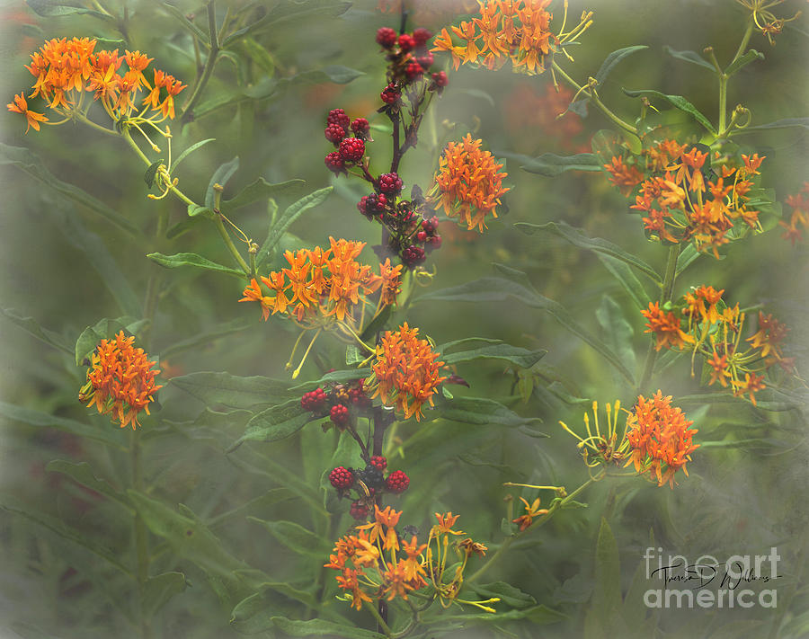 Smoky Mountains Blackberries and Butterfly Weed Photograph by Theresa D Williams
