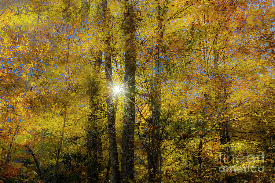 Smoky Mountains Canopy of Colors Photograph by Theresa D Williams