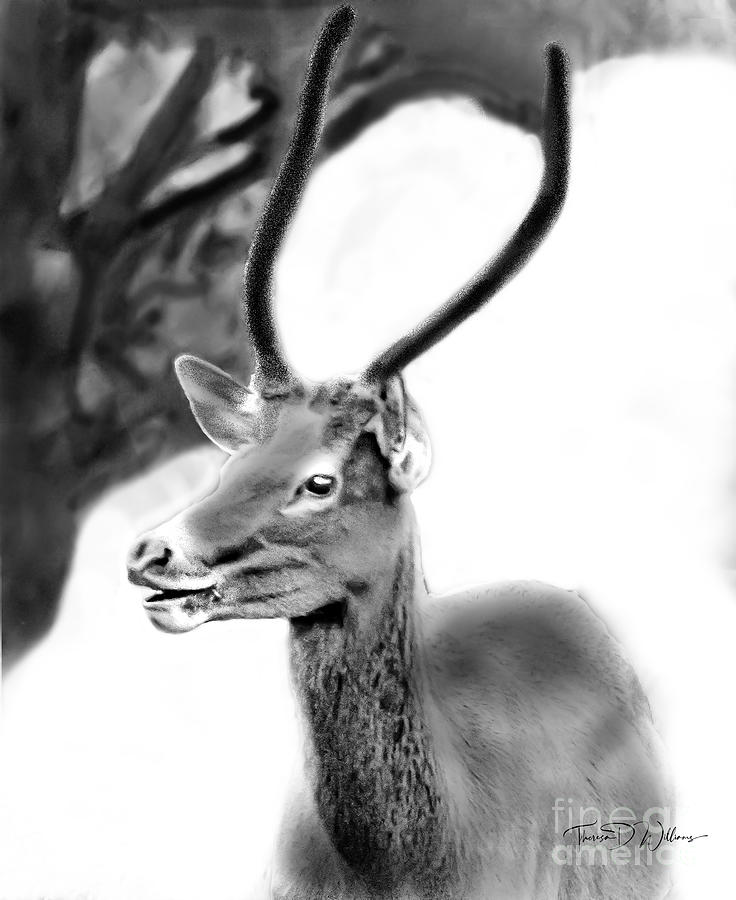 Smoky Mountains High Key Young Bull Elk Photograph by Theresa D Williams