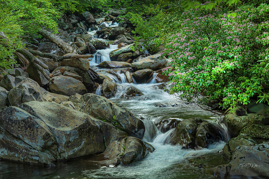 Smoky Mountains Laurel  Photograph by Theresa D Williams
