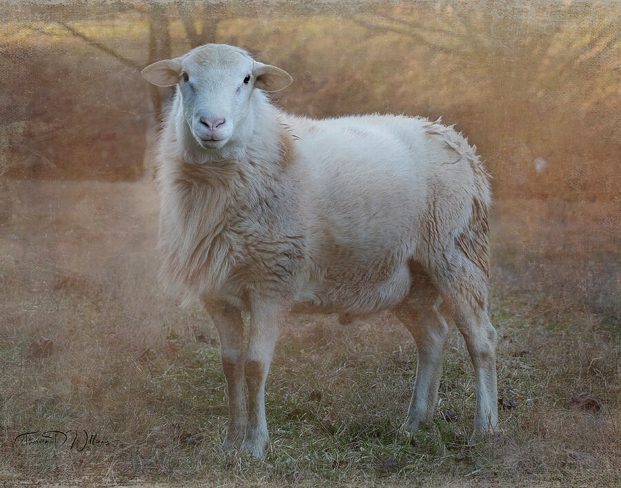 Smoky Mountains Matron Sheep Photograph by Theresa D Williams
