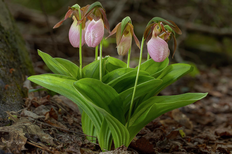 Smoky Mountains Pink Lady Slippers Photograph by Theresa D Williams