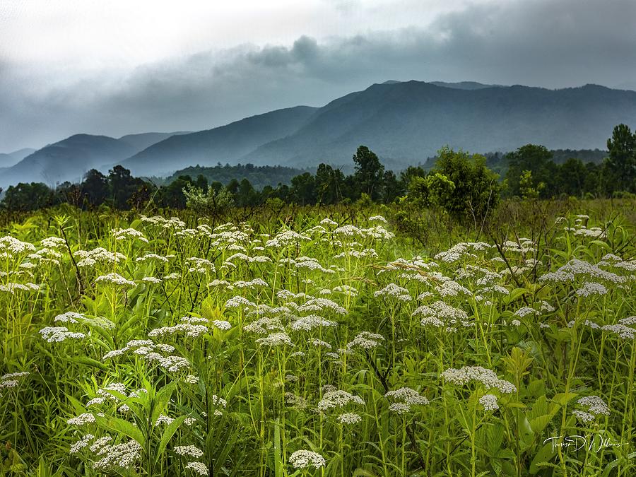 Smoky Mountains Queen Annes Lace  Photograph by Theresa D Williams